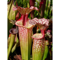 Sarracenia x Moorei -- ‘’Elizabeth Aydon’’, (H193,MK)-Sarracenia x Moorei