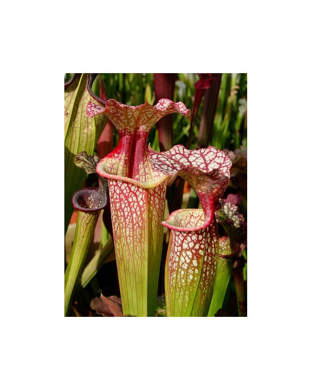 Sarracenia x Moorei -- ‘’Elizabeth Aydon’’, (H193,MK)-Sarracenia x Moorei