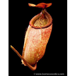 Nepenthes merrilliana -- clones assortis BE-3727-Nepenthes de plaine