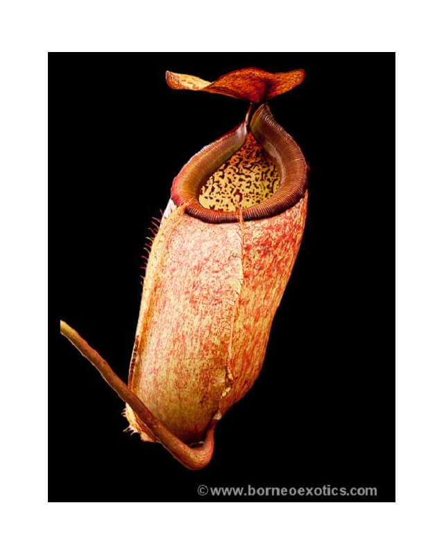 Nepenthes merrilliana -- clones assortis BE-3727-Nepenthes de plaine