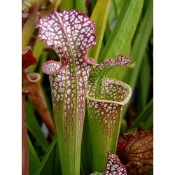 S.x Moorei -- F2 Pensacola Fields, FL. ,(WS), (H71b,MK)-Sarracenia x Moorei