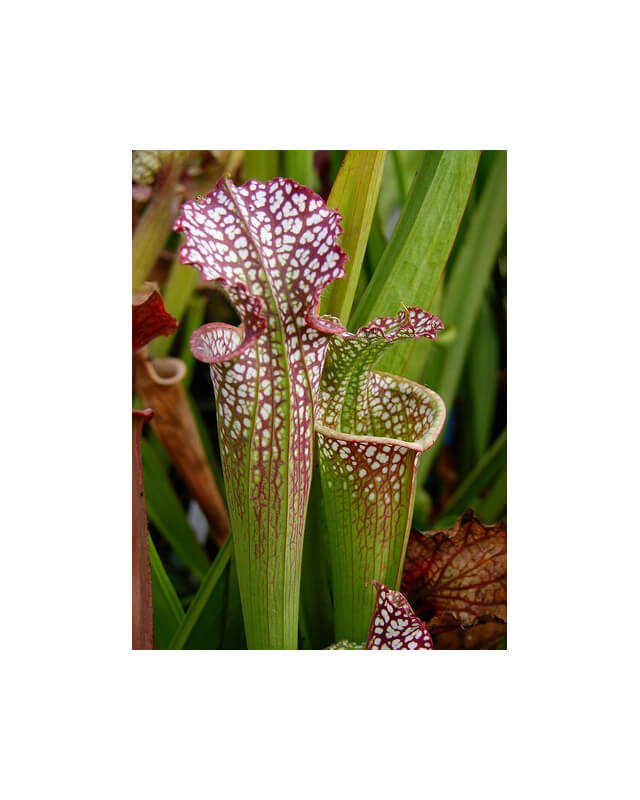 S.x Moorei -- F2 Pensacola Fields, FL. ,(WS), (H71b,MK)-Sarracenia x Moorei