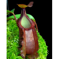 Nepenthes veitchii-Nepenthes d'altitude