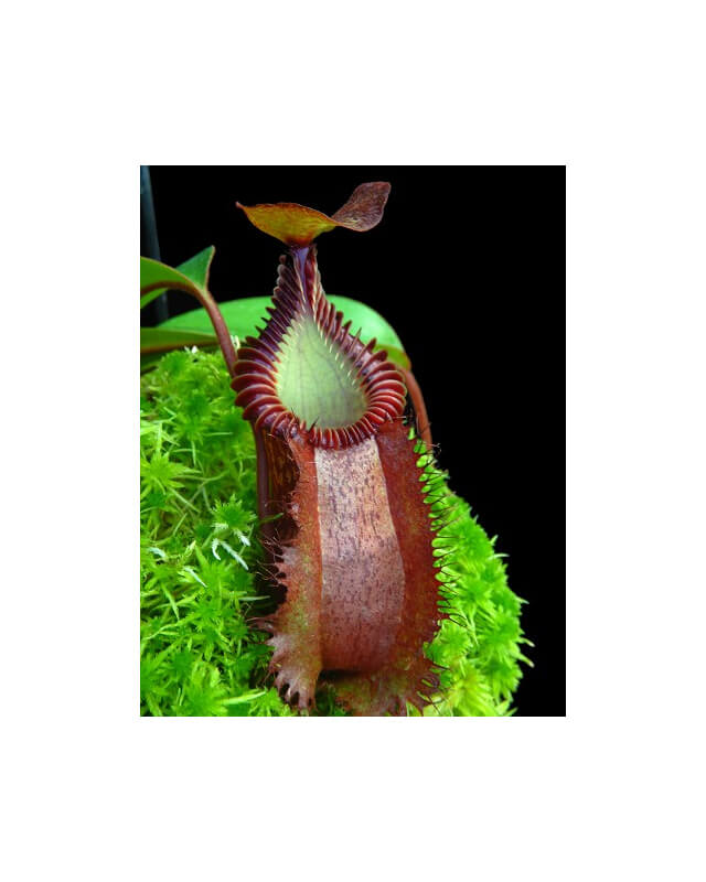 Nepenthes villosa x hamata - selected clone BE-4099-Nepenthes highland