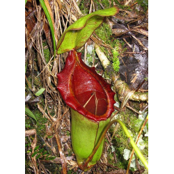 Nepenthes veitchii-Nepenthes d'altitude