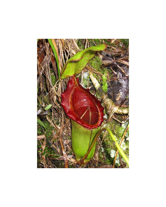 Nepenthes rajah x lowii BE-4502-Nepenthes highland