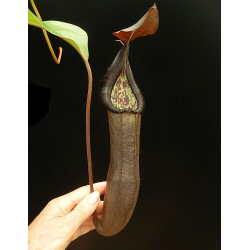 Nepenthes spathulata x hamata BE-3712-Nepenthes highland