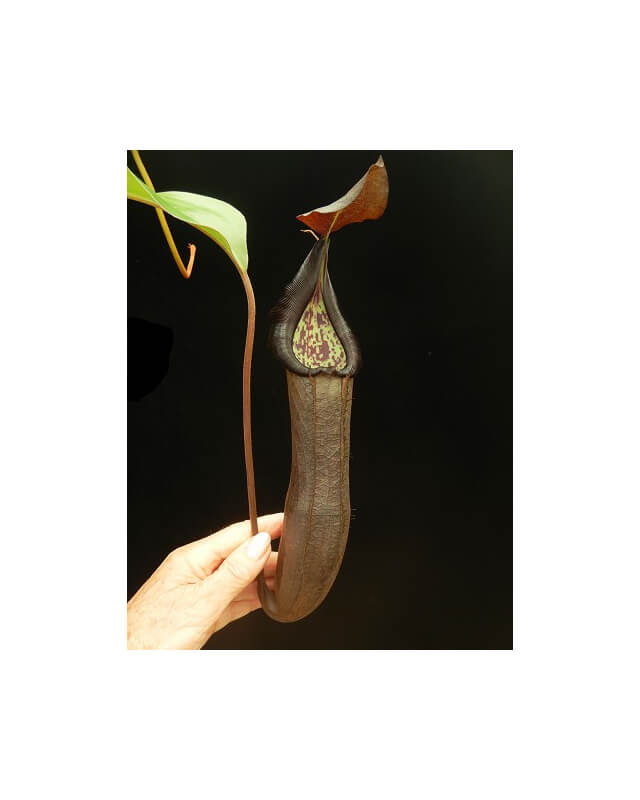 Nepenthes ramispina x robcantleyi best two selected clones: BE-3939-Nepenthes highland