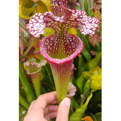 (Leucophylla L31A) x (ADS) clone C-Hybrides Cédric Carnivore's