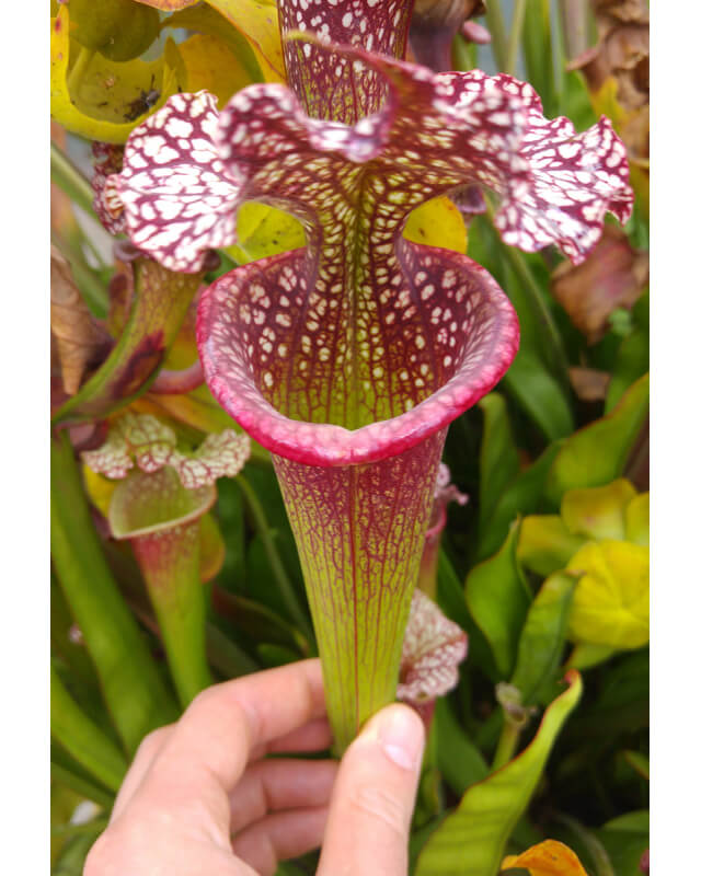 (Leucophylla L31A) x (ADS) clone C-Hybrides Cédric Carnivore's