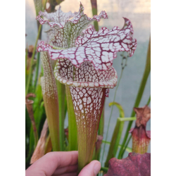 Sx56A (L57 `Burgundy’) x (Cronus- Titan) clone A-Hybrides Cédric Carnivore's