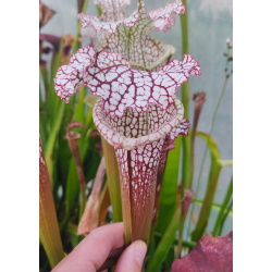 Sx56A (L57 `Burgundy’) x (Cronus- Titan) clone A-Hybrides Cédric Carnivore's