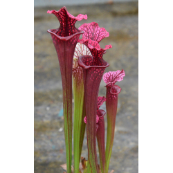 S. Inspiration  x ((leucophylla x oreophila) clone B - Miroslav Srba seeds-Hybrides Cédric Carnivore's