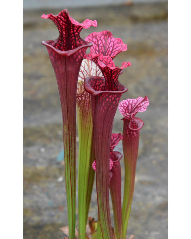 S. Inspiration  x ((leucophylla x oreophila) clone B - Miroslav Srba seeds-Hybrides Cédric Carnivore's