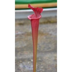 Sarracenia x Moorei -- Very large, Norman Parker x S. leucophylla -- burgundi CLONE SX113A-Hybrides Cédric Carnivore's