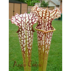 S.rubra ssp gulfensis x S.leucophylla (H72 andy)-Sarracenia hybrides