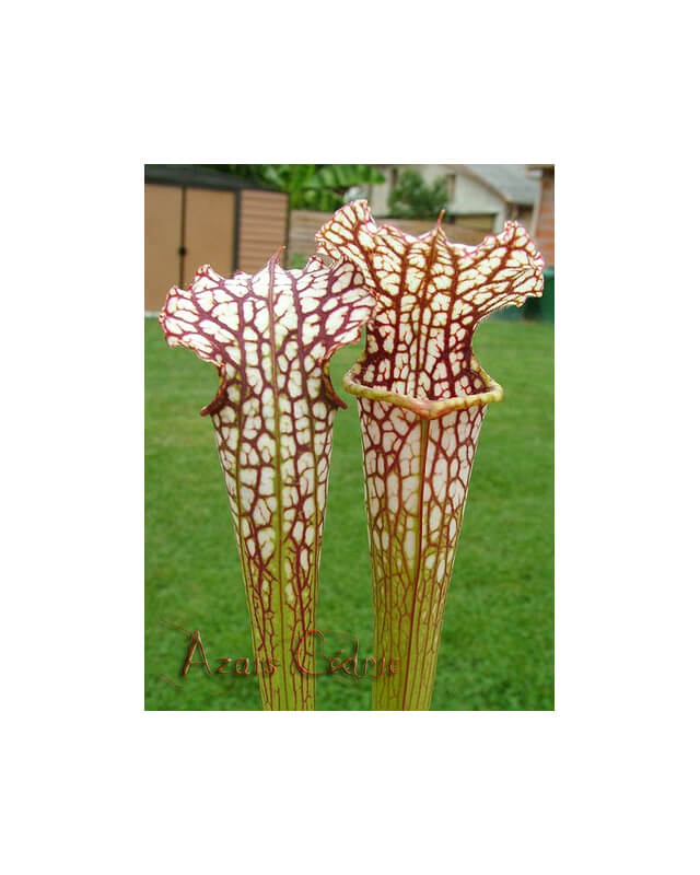 S.rubra ssp gulfensis x S.leucophylla (H72 andy)-Sarracenia hybrides