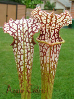 S.rubra ssp gulfensis x S.leucophylla (H72 andy)