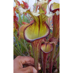 Sarracenia 'Sergeant Hartman'-Sarracenia hybrides