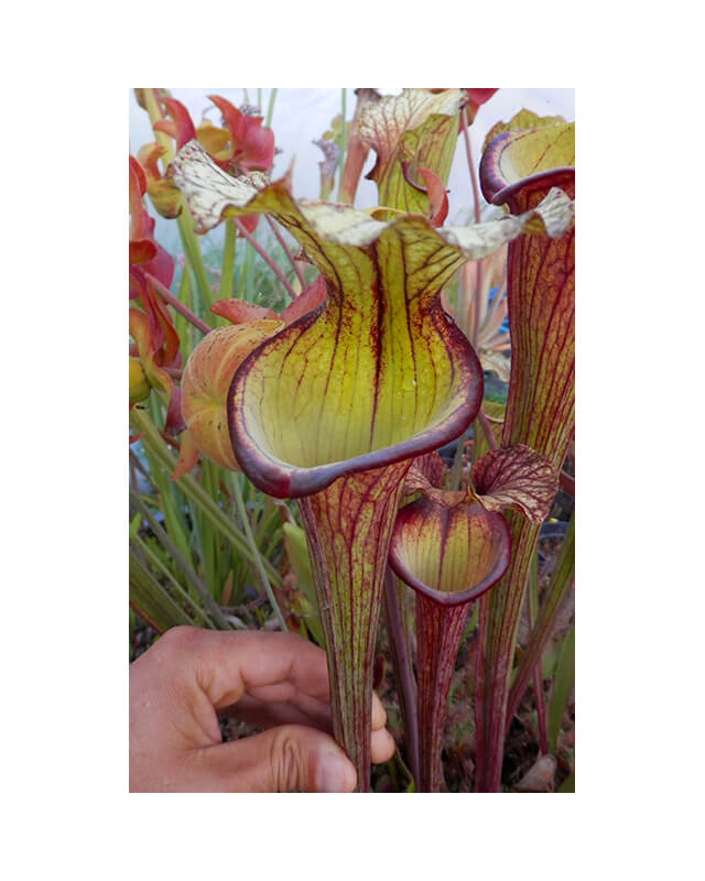 Sarracenia 'Sergeant Hartman'-Sarracenia hybrides