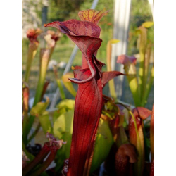 S.alata x S.flava -- red lid giant-Sarracenia hybrides