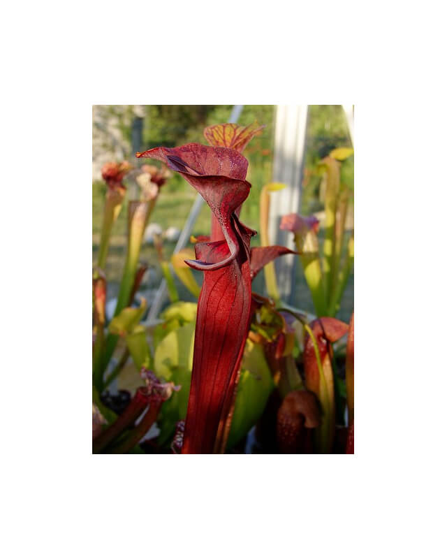 S.alata x S.flava -- red lid giant-Sarracenia hybrides