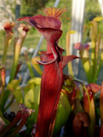 S.alata x S.flava -- red lid giant