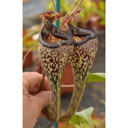 Nepenthes spathulata x (burbidgeae x edwardsiana) BE-3978-Nepenthes highland