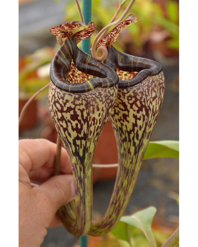 Nepenthes vogelii - clone sélectionné: BE-3256-Nepenthes highland