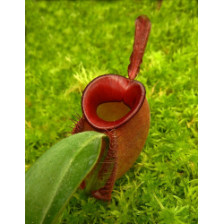 Nepenthes ampullaria – ‘Brunei red’ BE-3681-Nepenthes de plaine