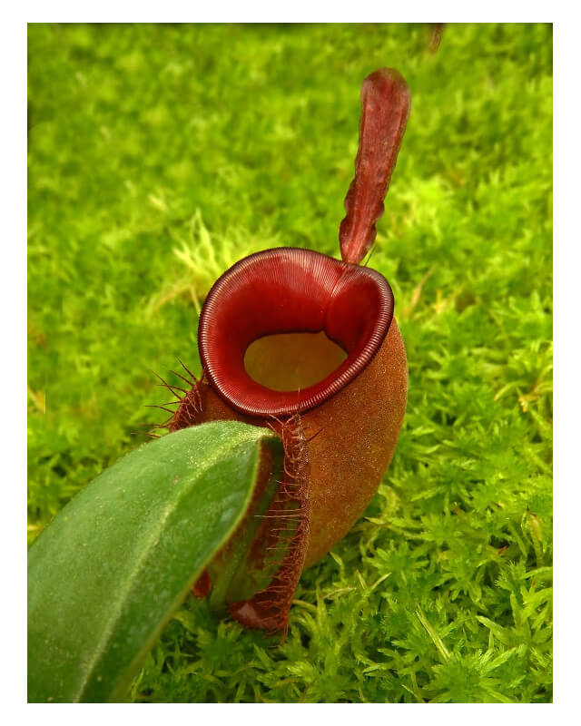Nepenthes ampullaria – ‘Brunei red’ BE-3681-Nepenthes de plaine