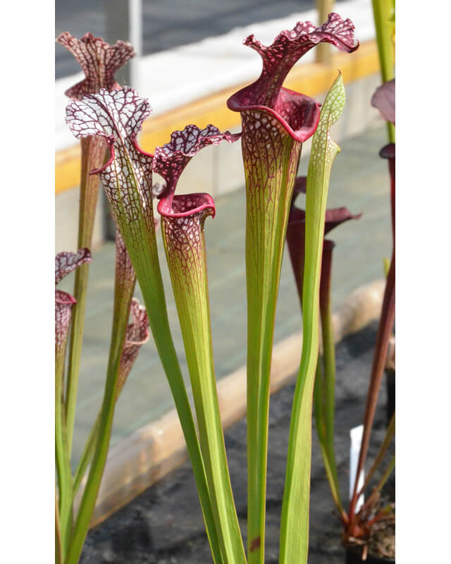SL25 S. leucophylla -- pink lip, Appalachicola x Inspiration-Hybrides Cédric Carnivore's