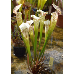 (Rudolf 2 x leucophylla Milton) x Inspiration-sx44@-Hybrides Cédric Carnivore's