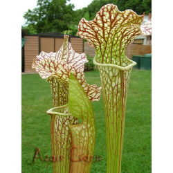 S.alata x S.leucophylla-Sarracenia hybrides