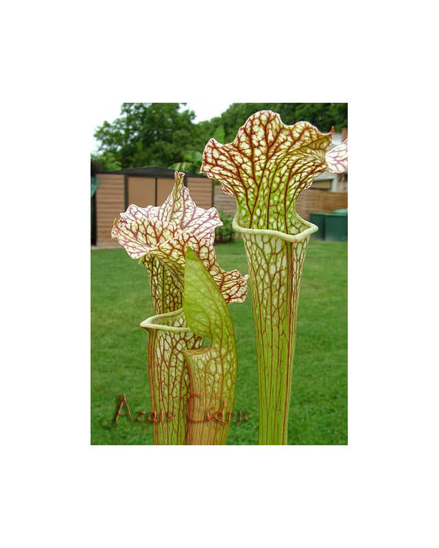 S.alata x S.leucophylla-Sarracenia hybrides