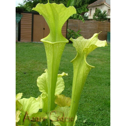 S.'Black Widow' (alata “black throat” x flava rubricorpora)-Sarracenia hybrides