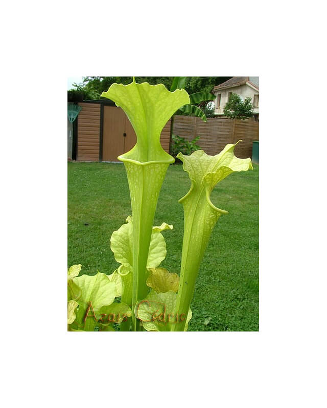 S.'Citron' (S.leucophylla x S.flava var. atropurpurea) x S.flava var maxima-Sarracenia hybrides