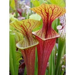 Sarracenia 'Inspiration' (Leucophylla x Flava var. ornata) x 'Adrian Slack' clone "A"-Sarracenia hybrides