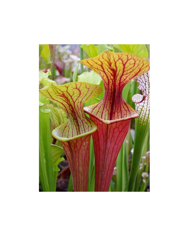 S.oreophila x S. flava var. atropurpurea 'Giant clone'-Sarracenia hybrides