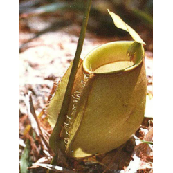Nepenthes bicalcarata x ampullaria BE-3033-Nepenthes de plaine