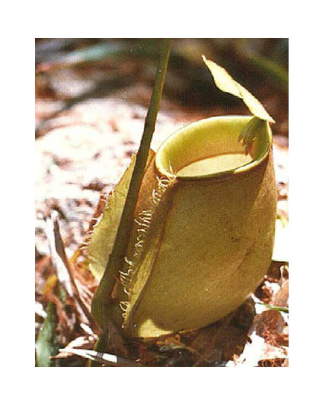 Nepenthes bicalcarata x ampullaria BE-3033-Nepenthes de plaine