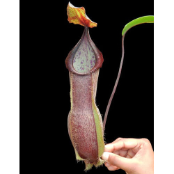 Nepenthes eustachya x tenuis BE-3971-Nepenthes d'altitude