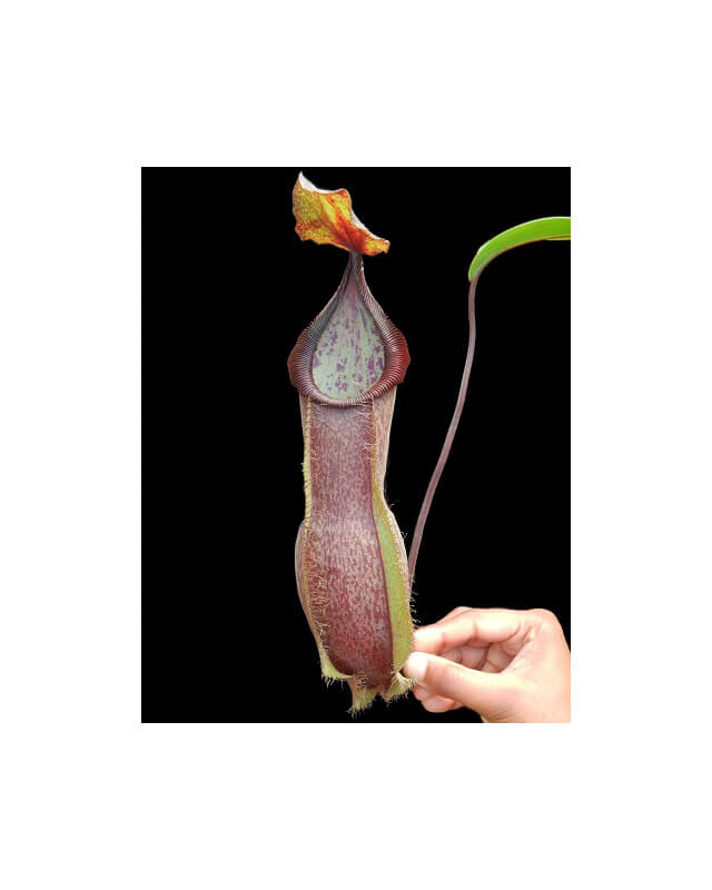 Nepenthes spathulata x hamata BE-3712-Nepenthes highland