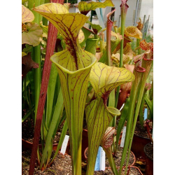 S.oreophila x S. flava var. atropurpurea-Sarracenia hybrides