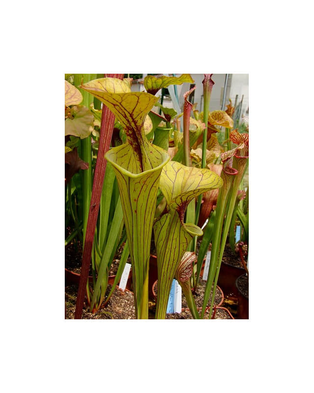 S.oreophila x S. flava var. atropurpurea-Sarracenia hybrides