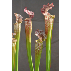 SL36 S. leucophylla -- Tall, Pink Lip x SXM48 S.x Moorei -- S. flava rubricorpora x leucophylla cl2-Hybrides Cédric Carnivore's