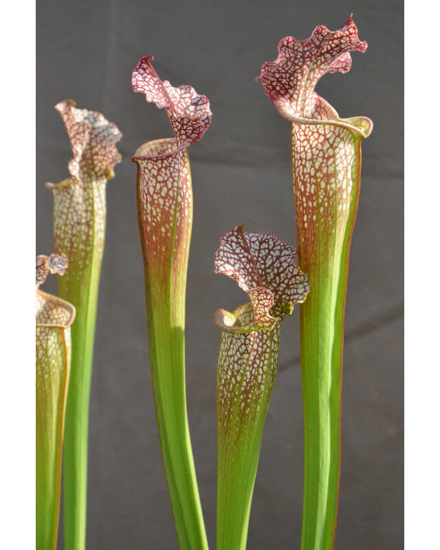 SL36 S. leucophylla -- Tall, Pink Lip x SXM48 S.x Moorei -- S. flava rubricorpora x leucophylla cl2-Hybrides Cédric Carnivore's