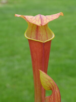 S.x harperi x S.flava var rubricorpora -- 'Burgundy'