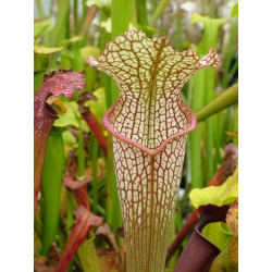 S.'Black Widow' (alata “black throat” x flava rubricorpora)-Sarracenia hybrides