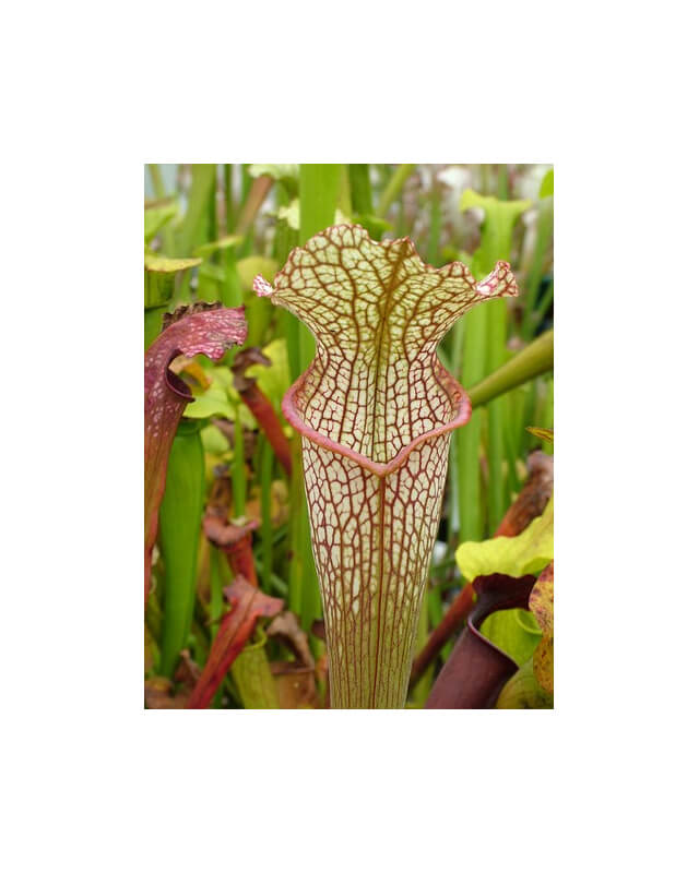 S. x moorei x S.leucophylla 'Marstom select'-Sarracenia hybrides